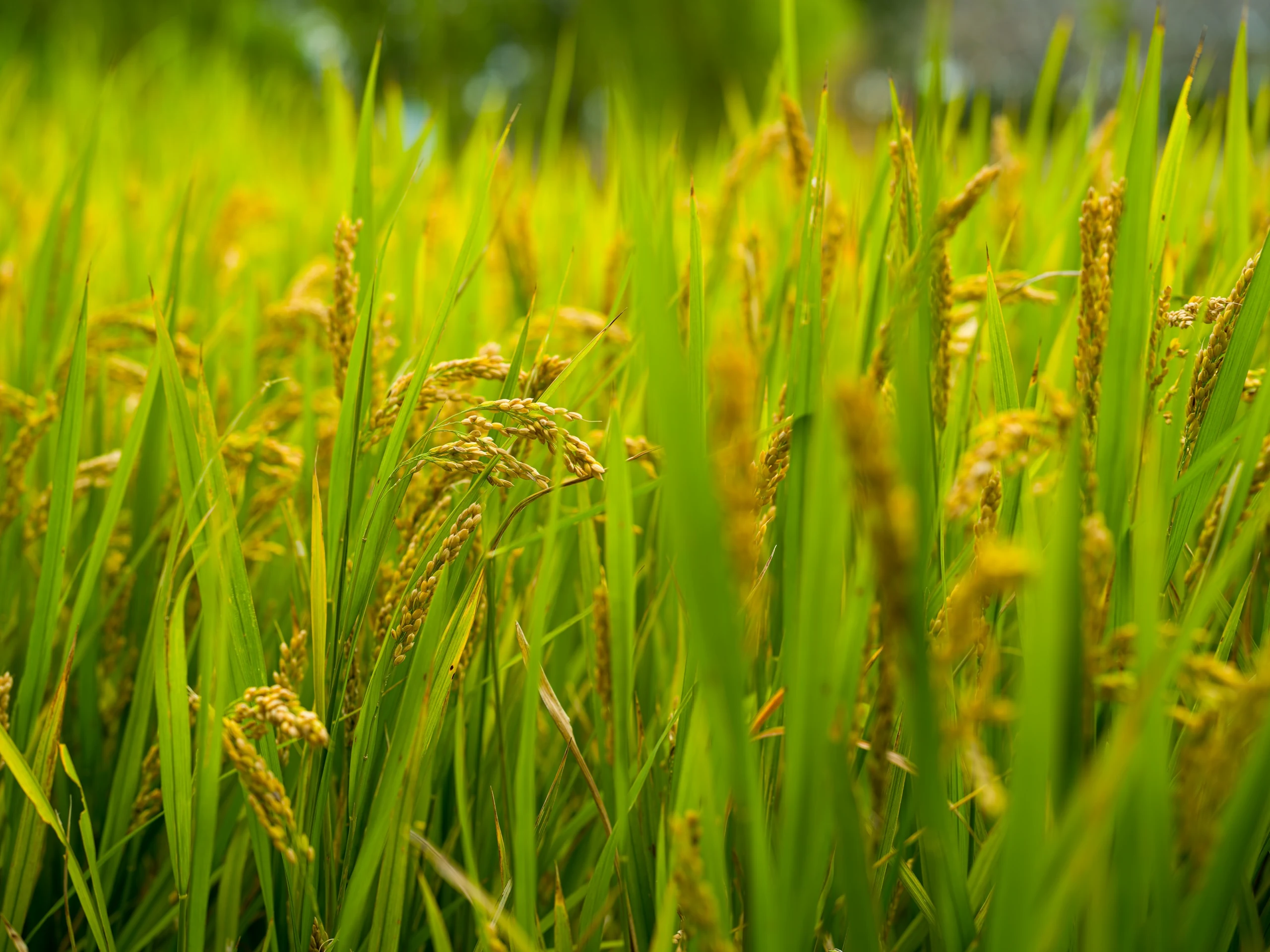 Ripening rice heads in a paddy field
